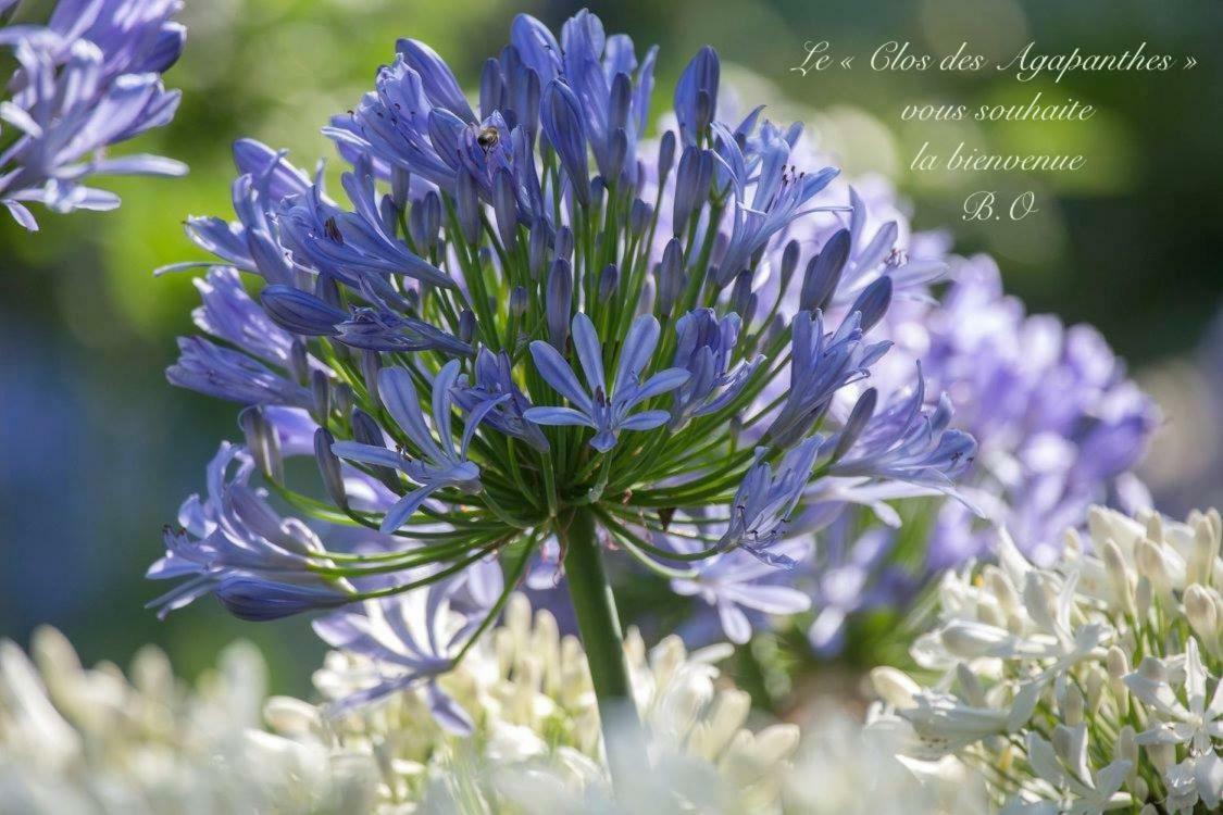 Le Clos Des Agapanthes Plogonnec Luaran gambar